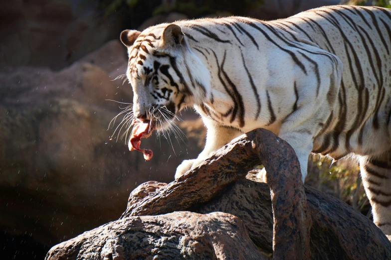 a white tiger on some rocks with it's mouth open