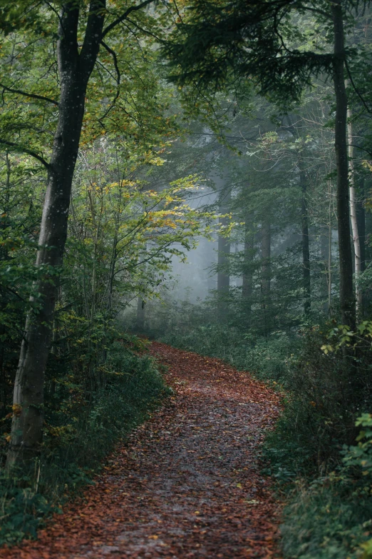 a trail leads through an area with trees and leaves on either side