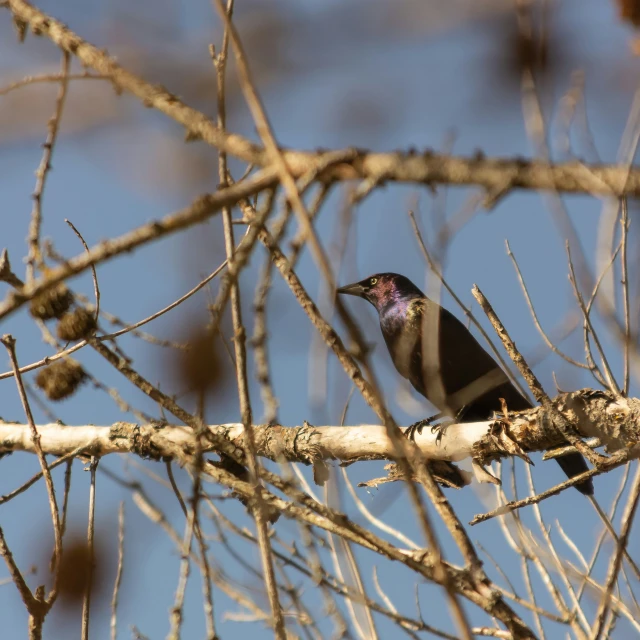 a small bird perched on top of a bare tree nch