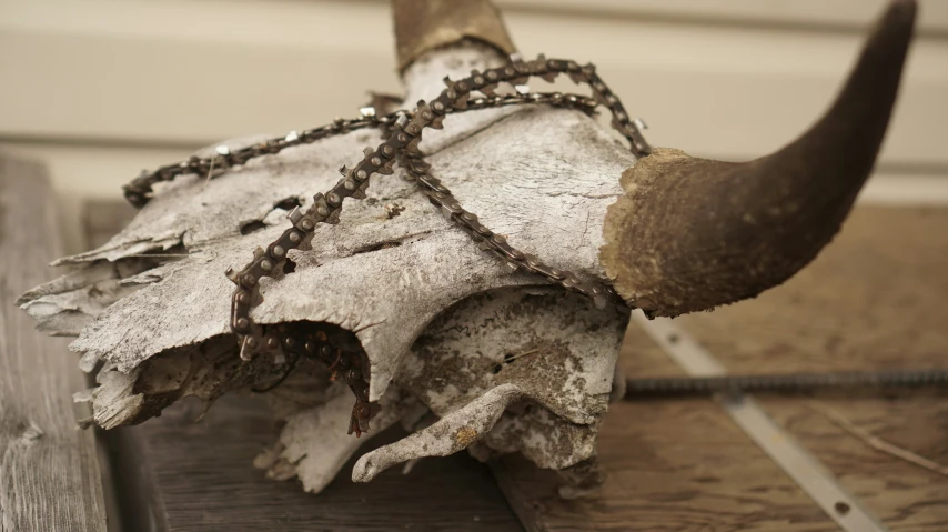 a cow skull with chain and collar on a table