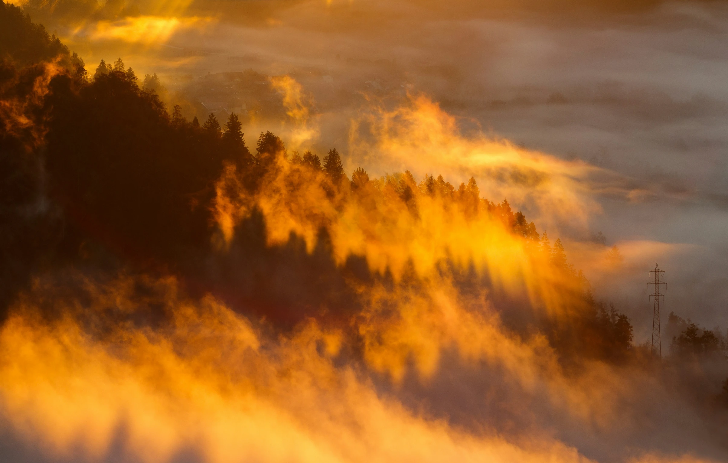 fog fills the ground on a mountain in front of a sunlit forest