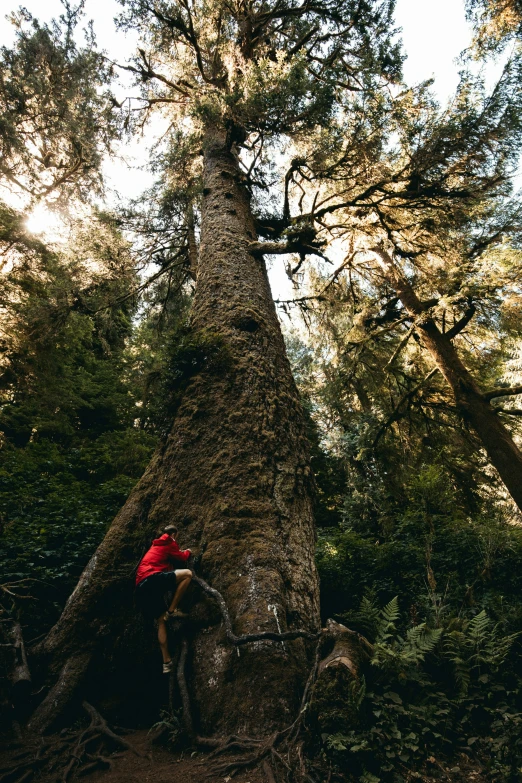 man climbs up large tree to the summit of mountain