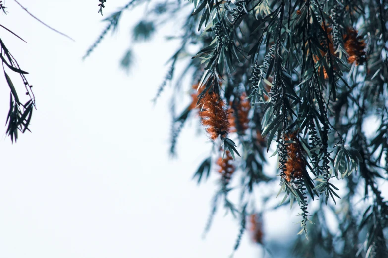 the leaves on a tree with orange berries hanging