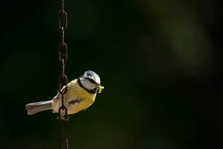 a small bird on a vine hanging from a pole