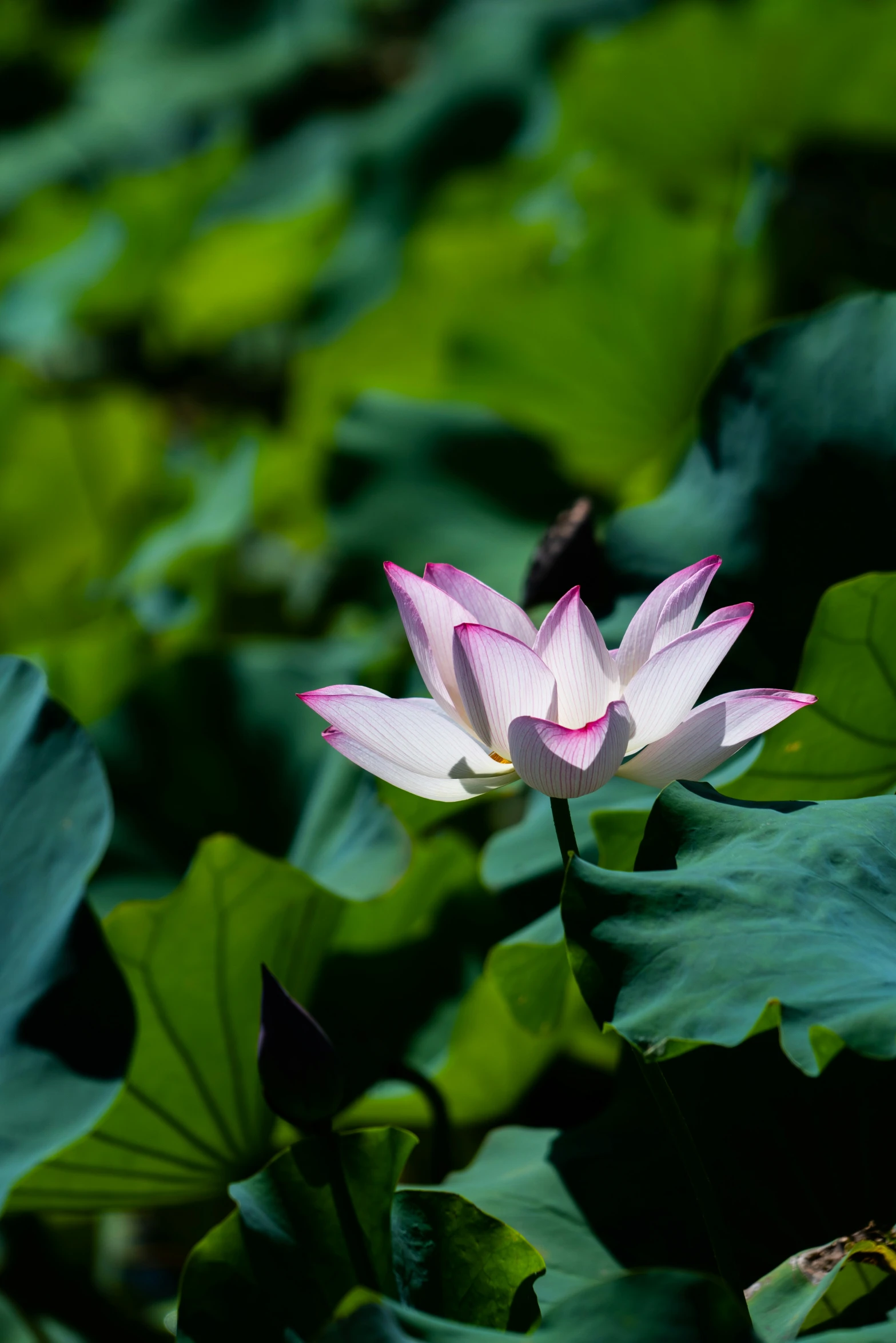 lotus blossom on top of green leaves in a pond