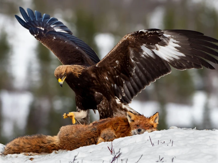 an eagle and two babies laying on the snow