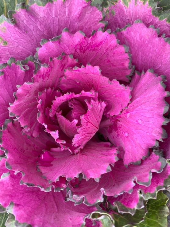 a pink flower sitting in the middle of green leaves