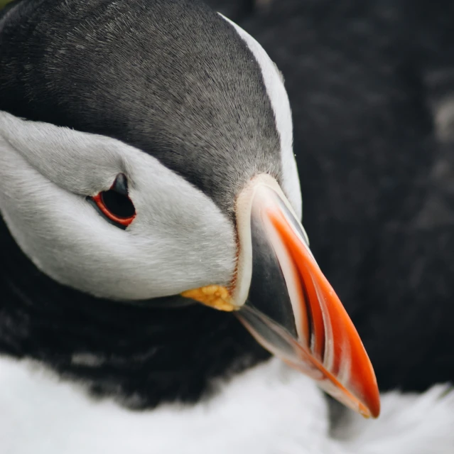 a close up s of an adorable looking bird