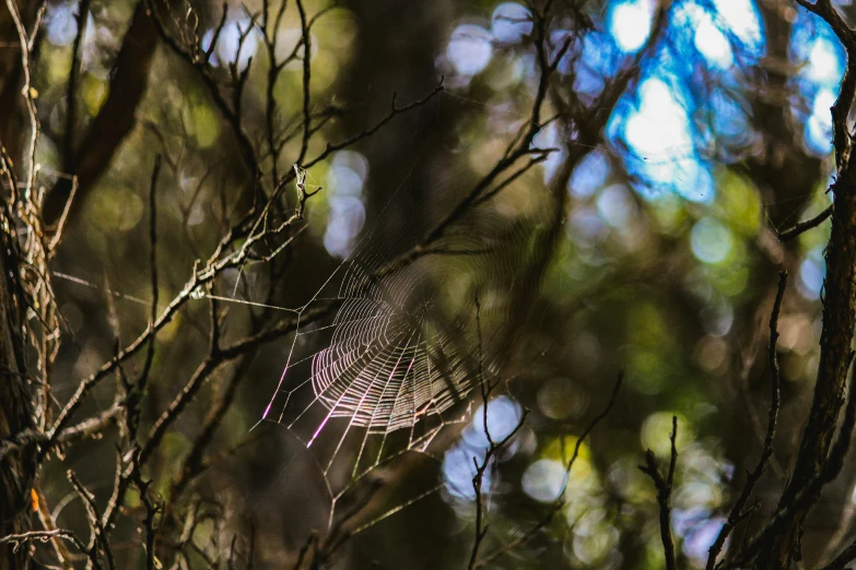 a spider web on the ground in some leaves