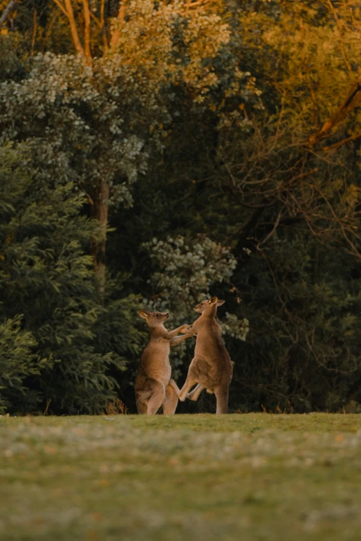 two kangaroos in a field with trees behind them