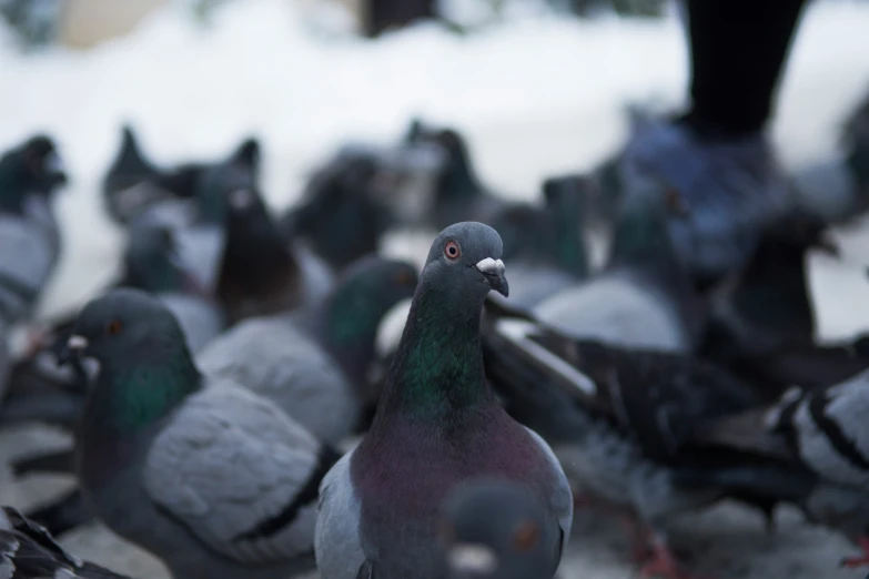 many different colored pigeons are eating and eating food