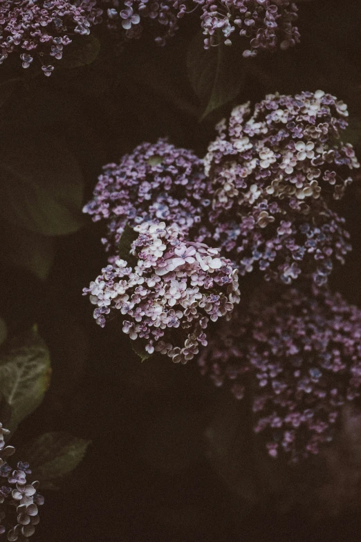 lilacs with white and purple flowers in the background