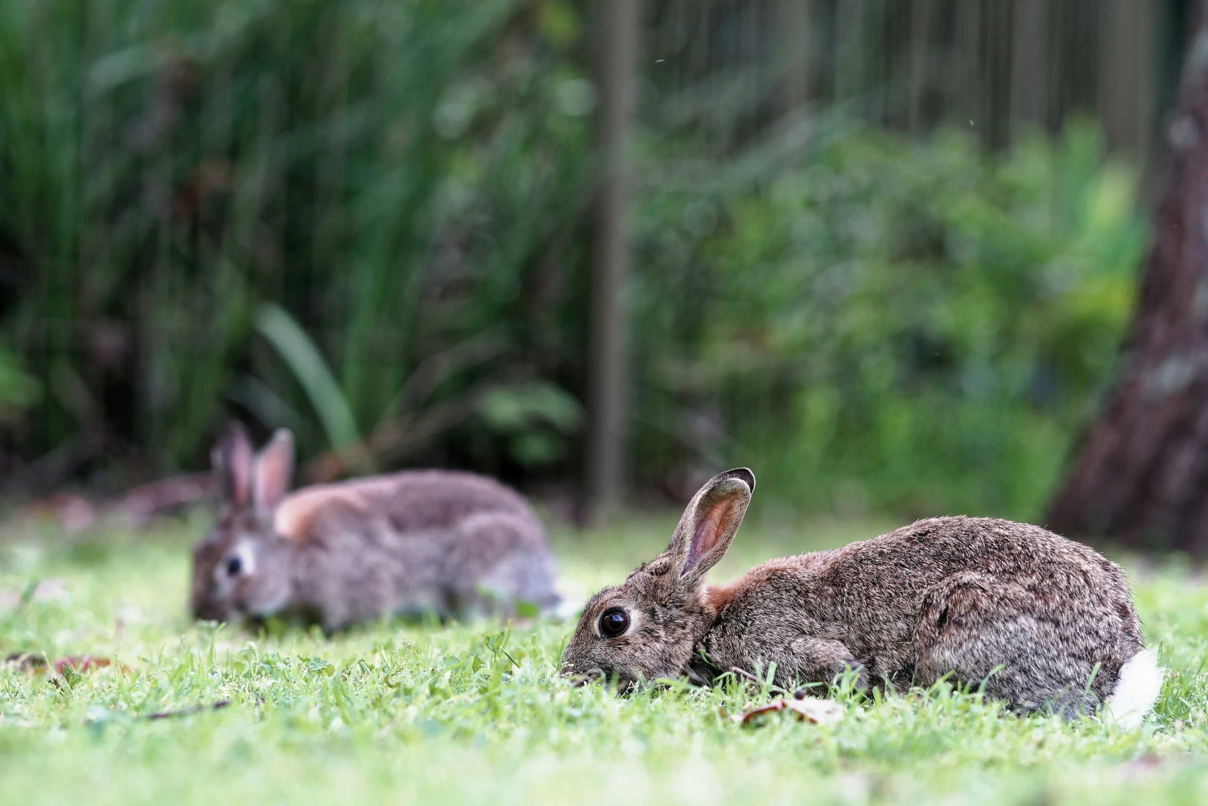 two large brown bunnies laying in the grass