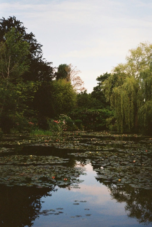 a pond filled with water lilies and trees