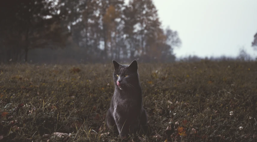 a dark colored cat is standing in the grass