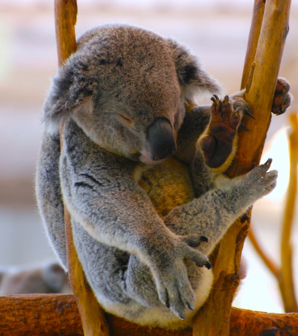 a cute koala bear is climbing on a stick