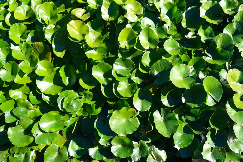 a plant filled with lots of green leaves