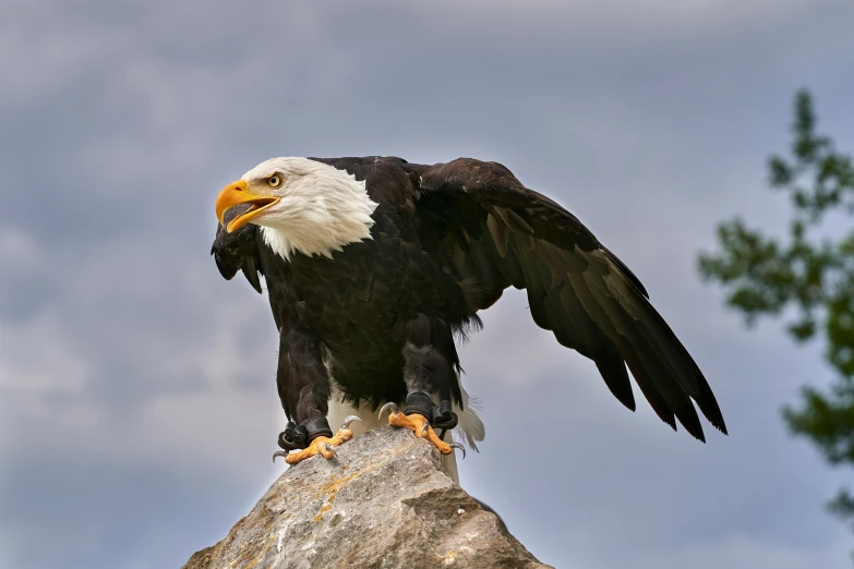 a black and white eagle is sitting on a rock