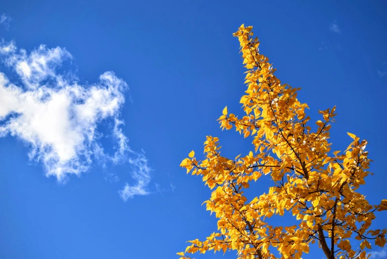 the top of a yellow tree with clouds in the background