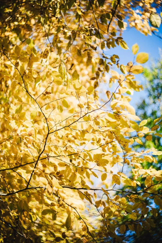 an orange leaves of some tree and blue sky