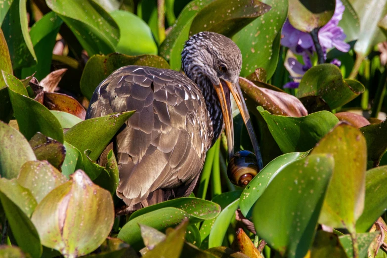 an image of a bird that is hiding in the bushes