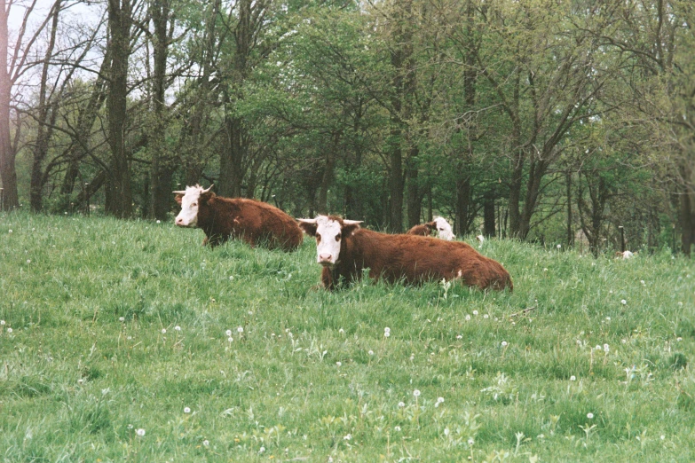 three cows laying down in the green grass