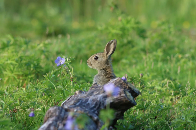 a rabbit standing by some broken down tree trunks