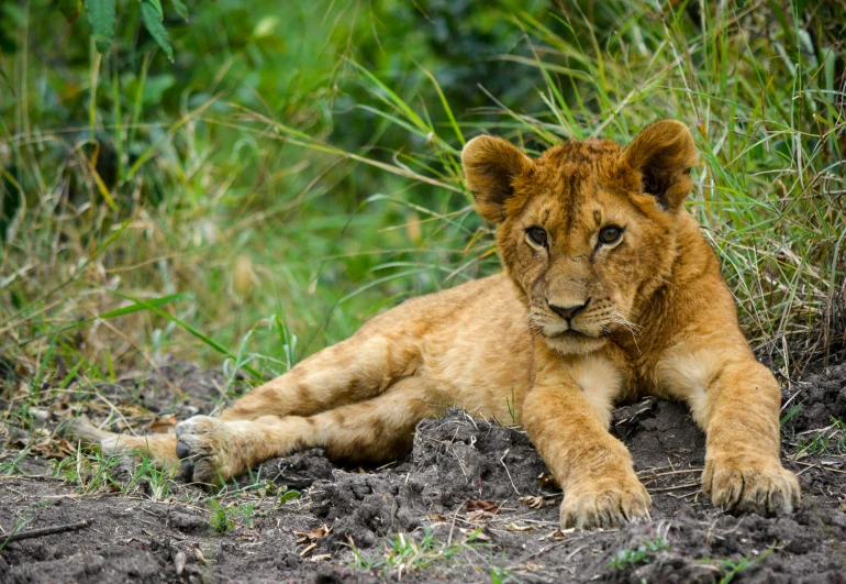 a baby lion is laying in the grass