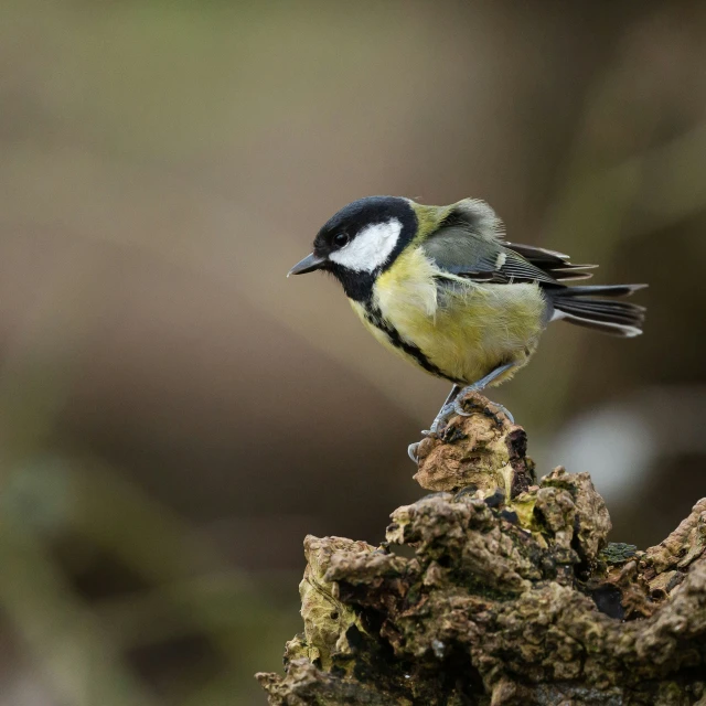 a small black and yellow bird on a tree nch