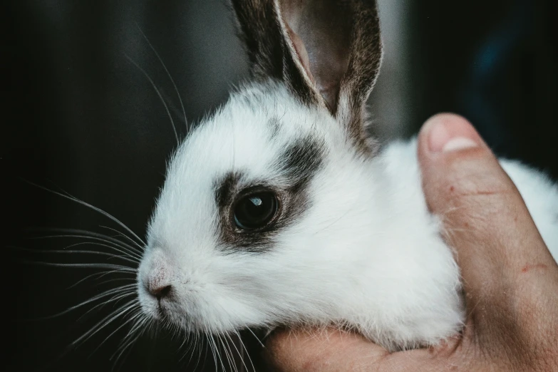 a person is holding a small white rabbit