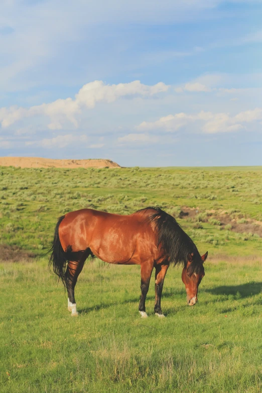 a horse in an open field eating grass