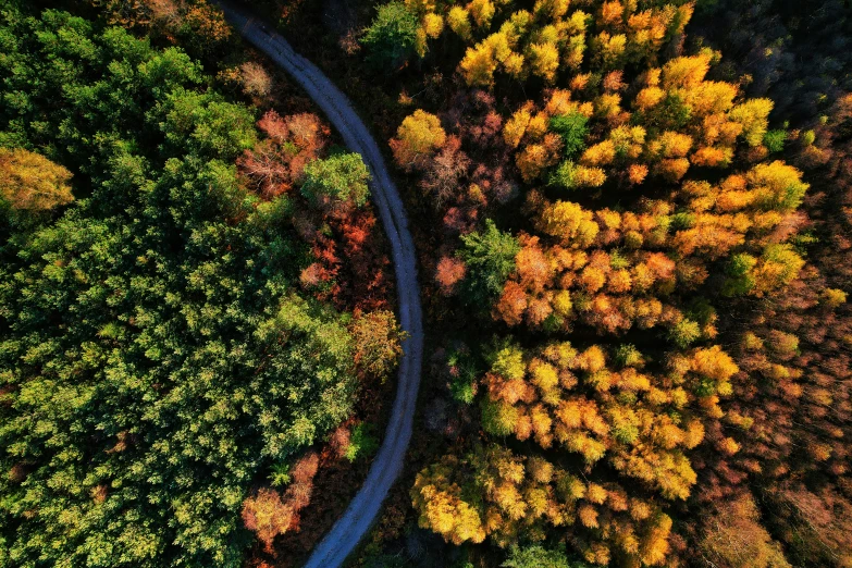 trees in the foreground with winding road and curved pathway through them