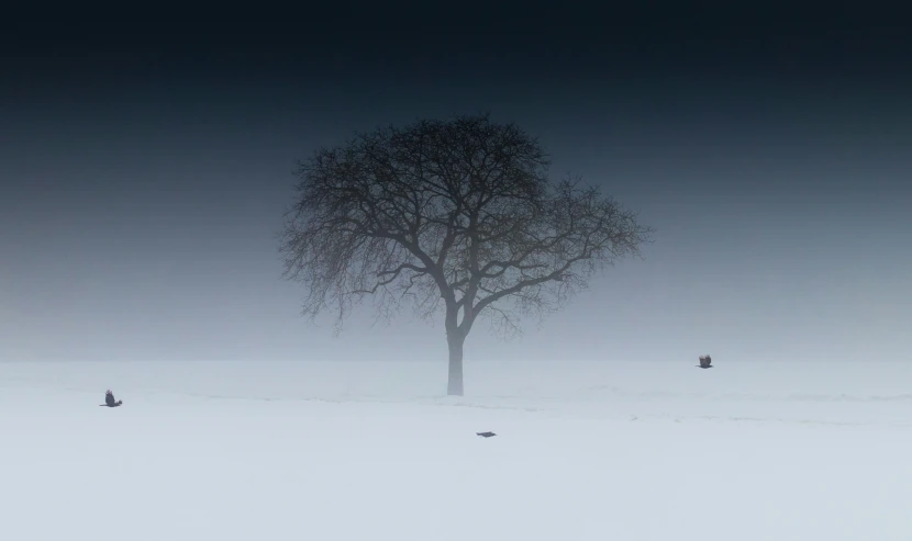 two people walking in the snow near a single tree