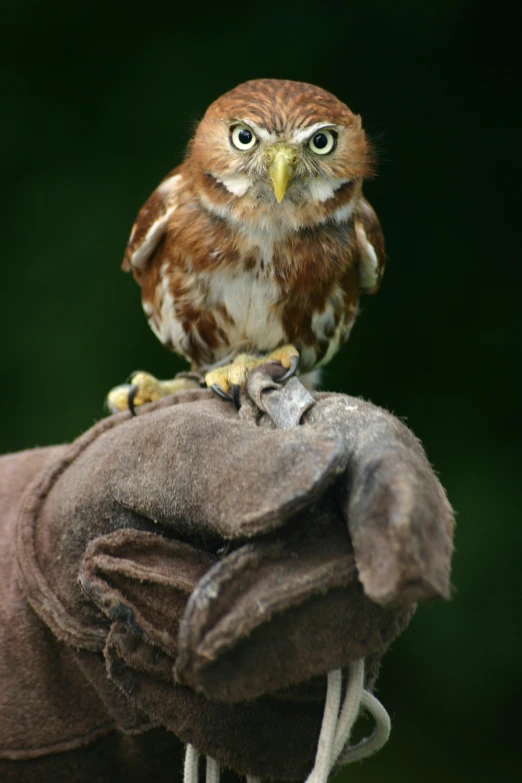 a close - up image of an owl on a glove