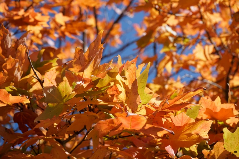 a very close up look at a tree in full fall leaves