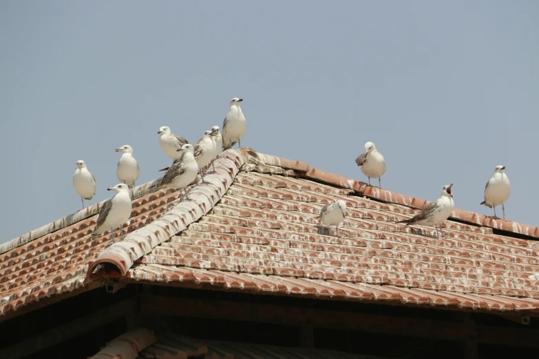 six seagulls on the roof of a brick building