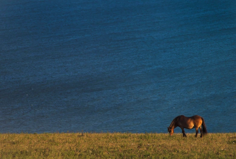 a brown horse eating grass in an open field near water