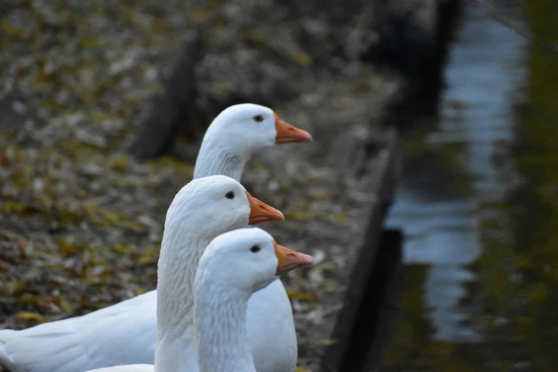 three geese looking at the camera while standing in front of the water