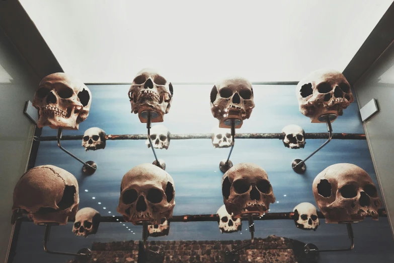 there are many skulls that are arranged on a shelf