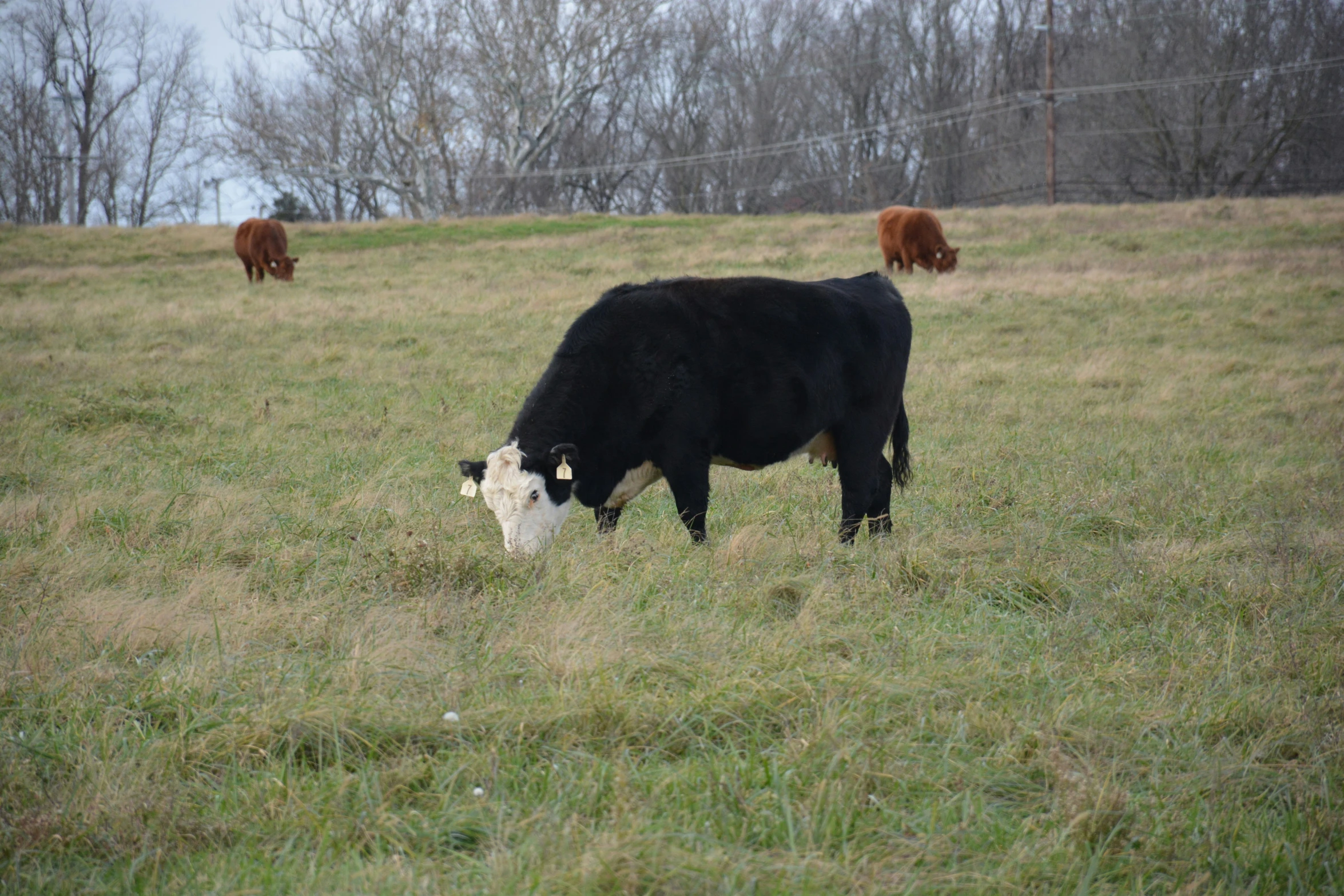 a cow eating grass with other cows in the background