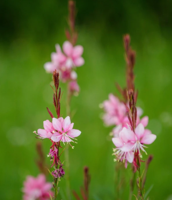 pink flowers blooming in the grass near each other