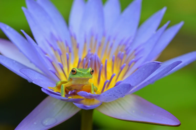 a frog is sitting on a blue water lily