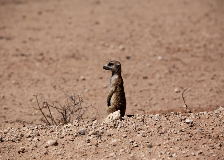 a small animal that is sitting on some dirt