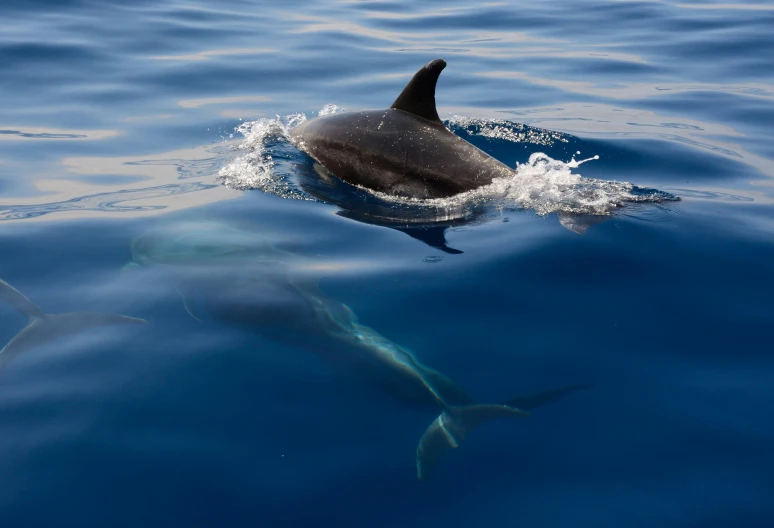 a single dolphin is swimming in blue water