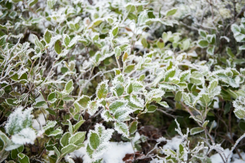 a bush that has ice and frost on it