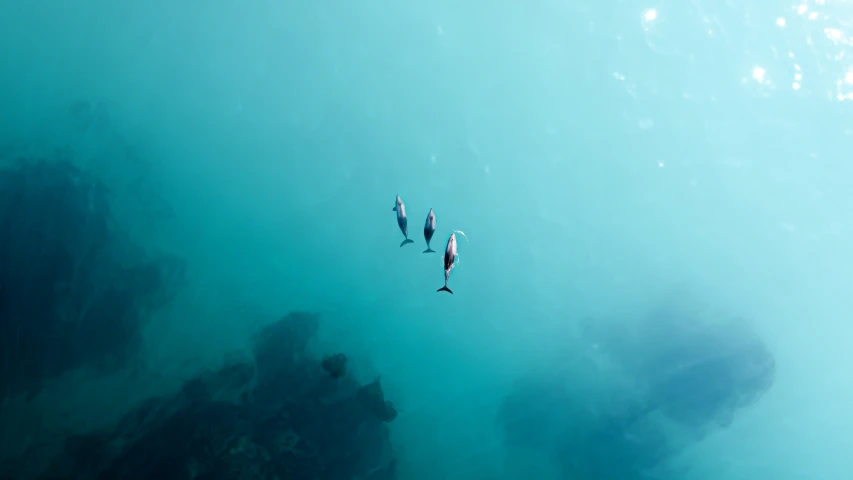 three people swimming under the ocean with shark fin