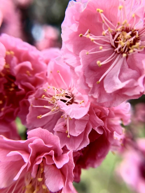 pink flowers with petals growing in the ground