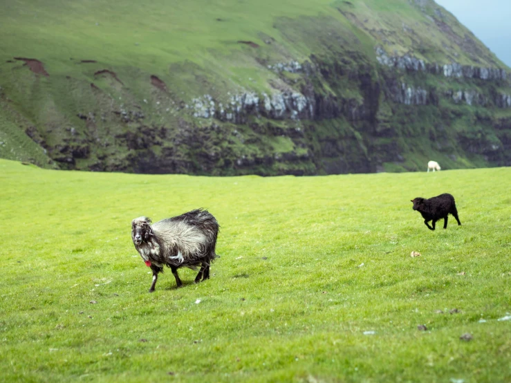 two sheep walking in an open grassy field