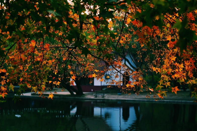 some orange trees and water near a house