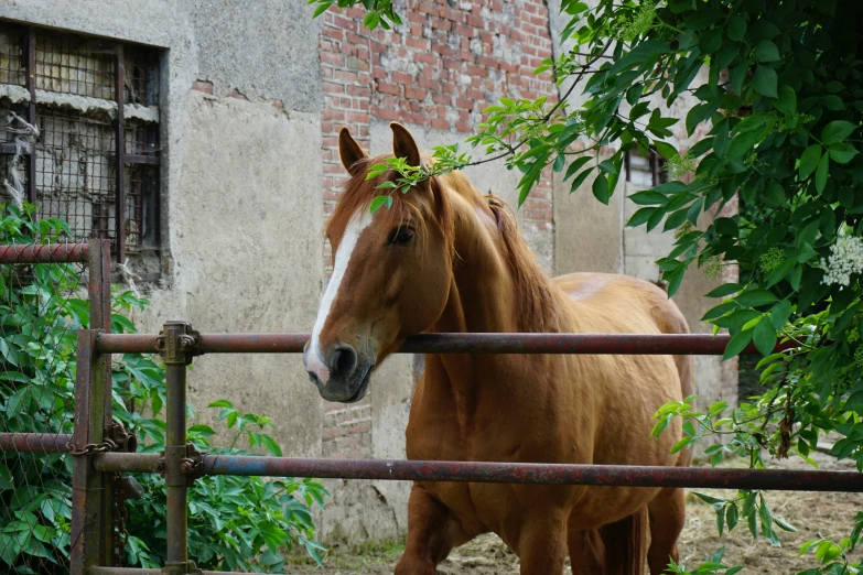 there is a horse that is standing behind the fence